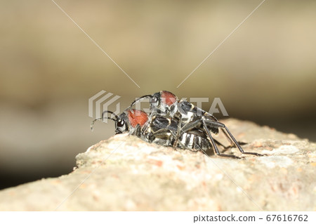 Coordination of the Kubia Katra Kamiri 67616762