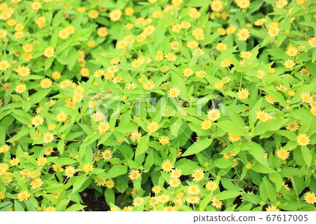 Melanpodium花 Melanpodium花 67617005