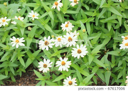百日草花 67617006