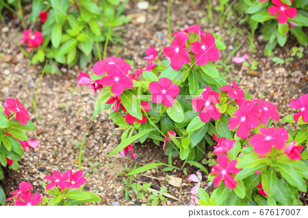 可愛的紅色小花 可愛的紅色小花 67617007