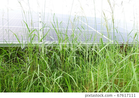 太陽能發電廠雜草影響陰影 太陽能發電廠雜草影響陰影 67617111