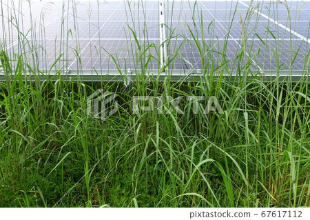 Solar power plant weed impact shadow Solar power plant weed impact shadow 67617112