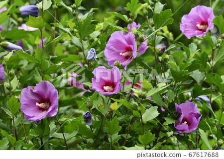 Mukugawa no Hana Mukugawa no Hana 67617688