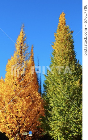 Ginkgo Namiki (Jingu Gaien) Ginkgo Namiki (Jingu Gaien) 67617786