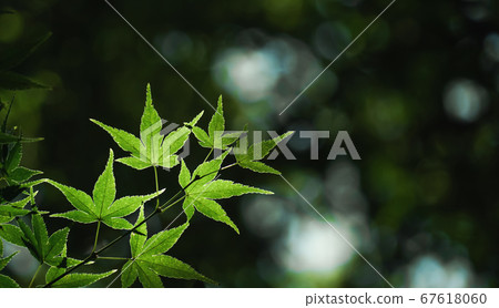 新鮮的綠色楓葉的特寫 新鮮的綠色楓葉的特寫 67618060