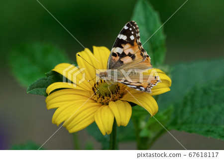 Beeswax honey Beeswax honey 67618117