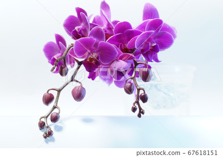 Wedding progress 67618151