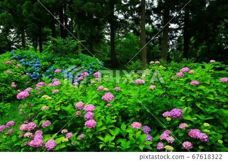 岩手縣奧州市Niseiin的繡球花 岩手縣奧州市Niseiin的繡球花 67618322