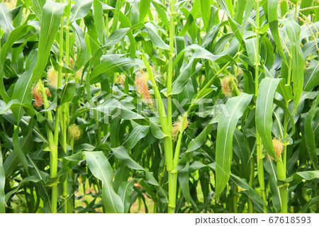 Corn field 67618593