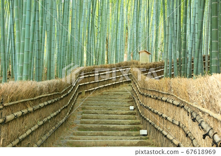 Bamboo grove and stone steps Bamboo grove and stone steps 67618969