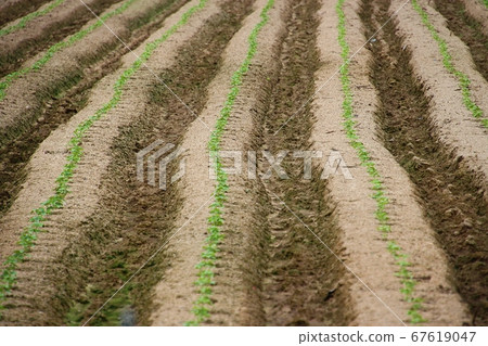 A sprouting field A sprouting field 67619047