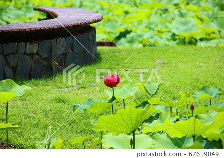 Red lotus Red lotus 67619049