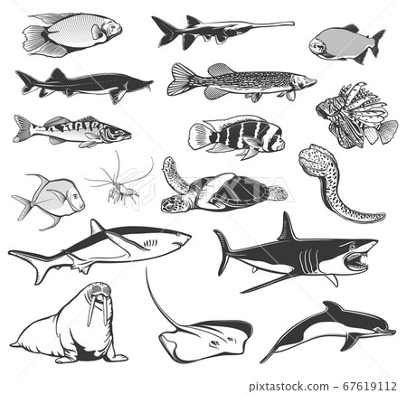 Sea fish and ocean animal isolated icons Sea fish and ocean animal isolated icons 67619112