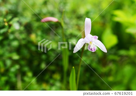 Pogonia粳 Pogonia粳 67619201
