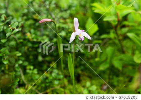Pogonia粳 67619203