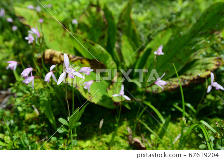 Pogonia粳 67619204