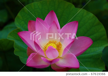 美麗的粉紅色蓮花 美麗的粉紅色蓮花 67619366