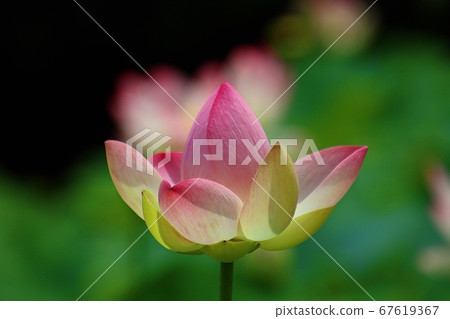 美麗的蓮花帶背光 67619367