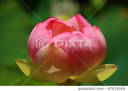 蓮花峰 蓮花峰 67619369