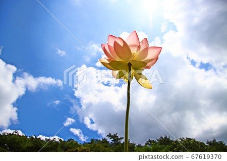 粉紅蓮花和晴朗的天空 粉紅蓮花和晴朗的天空 67619370