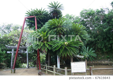 日本最大的蘇鐵cad坂神社 67619843