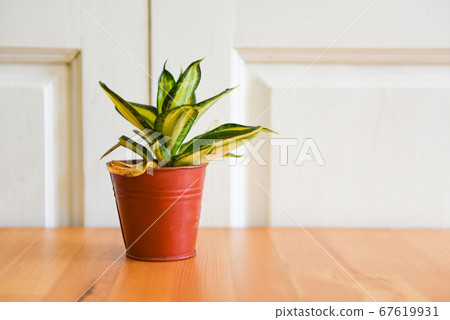 plant in pot on the wooden table and whit wall 67619931