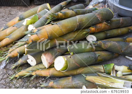 Pile of bamboo shoot from nature forest for sale Pile of bamboo shoot from nature forest for sale 67619933