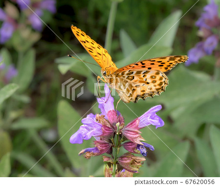 Common Fritillary butterfly sucking nectar Common Fritillary butterfly sucking nectar 67620056