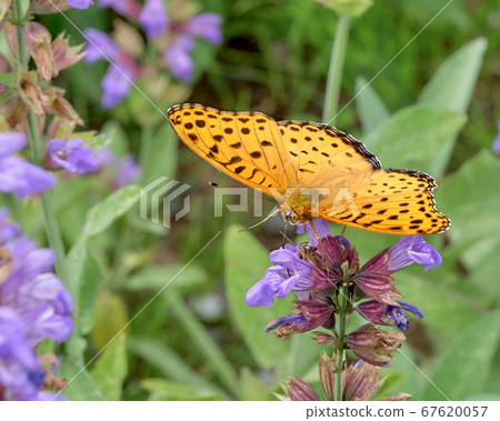 Common Fritillary butterfly sucking nectar Common Fritillary butterfly sucking nectar 67620057