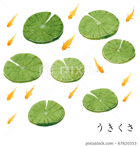 Floating grass and killifish 67620353