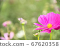 Cosmos 67620358