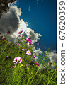 Cosmos 67620359