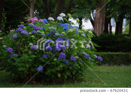 我想像在森林裡的繡球花 我想像在森林裡的繡球花 67620431