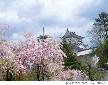 岐阜縣大垣市櫻花和大垣城 岐阜縣大垣市櫻花和大垣城 67620524