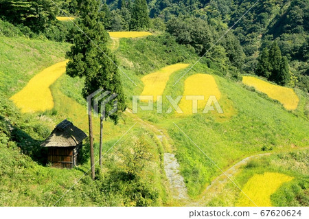  Terraced rice fields in an absence field 67620624