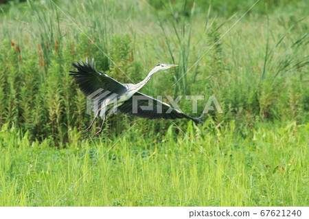Flight of heron 67621240
