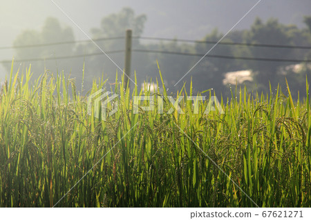 Rice fields are blooming in Thailand 67621271