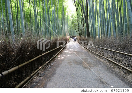 嵐山竹林的小直徑 嵐山竹林的小直徑 67621509