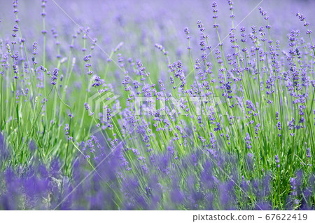 Lavender field Lavender field 67622419