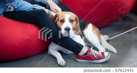 Beautiful Beagle at the Dog Show at the hands of Beautiful Beagle at the Dog Show at the hands of 67622441
