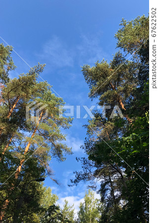 Vignette of green tree branches with blue sky, Vignette of green tree branches with blue sky, 67622502