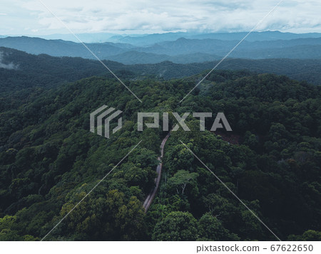 Trees in the forest and fog after the rain 67622650