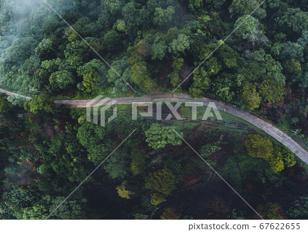 Trees in the forest and fog after the rain 67622655