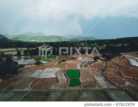 Rice fields in the evening after the rain 67622659