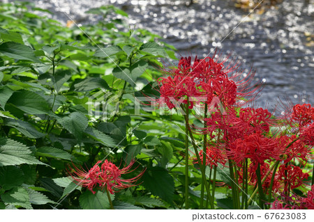 Mandarin flowers blooming along the river (cluster amaryllis) Mandarin flowers blooming along the river (cluster amaryllis) 67623083
