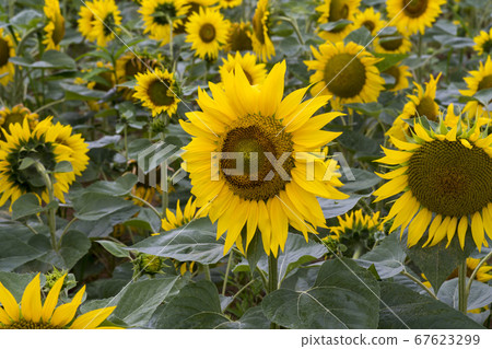 向日葵 67623299