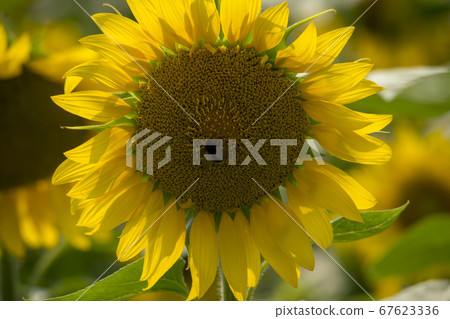 sunflower 67623336