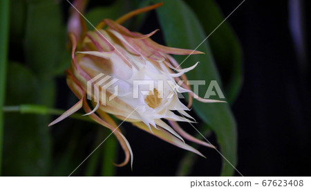 Tsukishita beauty 47 67623408