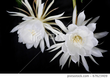 Tsukishita beauty 48 67623409