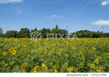 向日葵 67623594